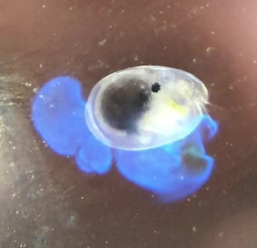 発光生物の美しさ、不思議さに潜む謎（全1回）